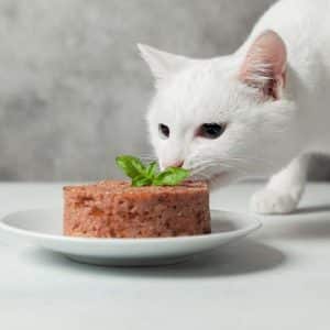 comida-humeda-gato