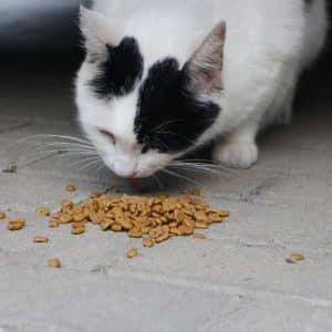 comida-para-gato