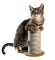 icono-rascadores-gatos
